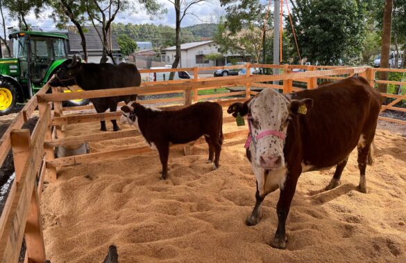 vacas