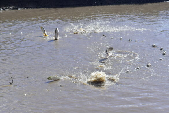 54451477292_c4fa634586_h